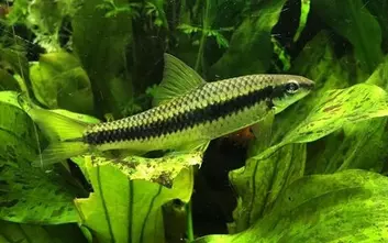 Siamesische Rüsselbarbe